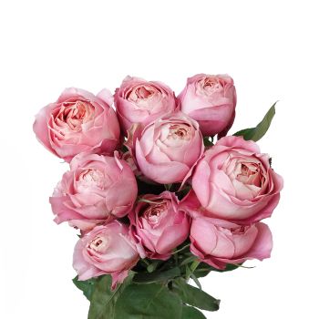 Garden Rose, Romantic Antike - Medium Pink - Potomac Floral Wholesale